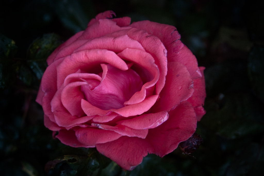 red Solway rose.jpg