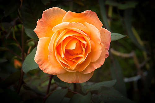 apricot roseSolway.jpg