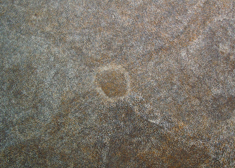 PetyarreKMyCountrybush seed.jpg