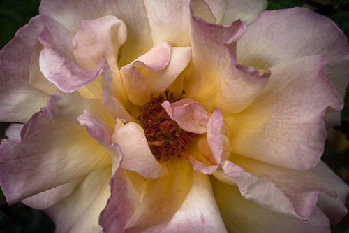 close-up Solway rose.jpg