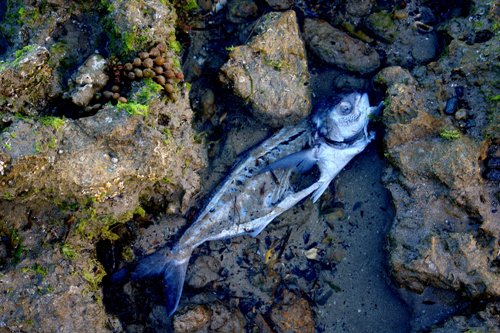 deadfish.jpg