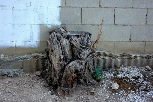 treestump.jpg