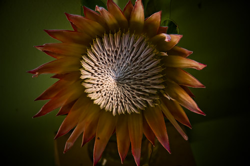 protea.jpg