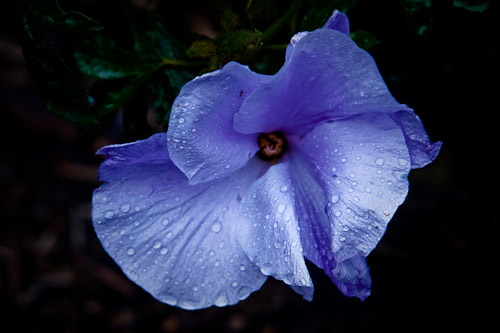 09September06_Victor Harbor_014.jpg