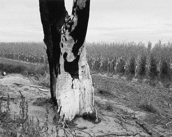 BrooksD, SweetMedicineCouncilGrounds.jpg