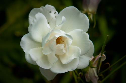 white Solway peace rose.jpg