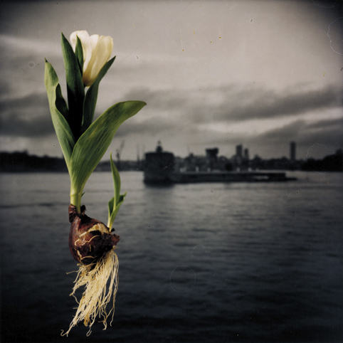 ShanahanRAcclimistationProject .jpg