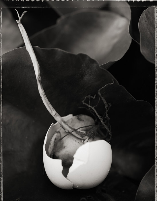 CroggCshell+onion .jpg