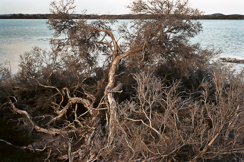 melaleuca Coorong_.jpg