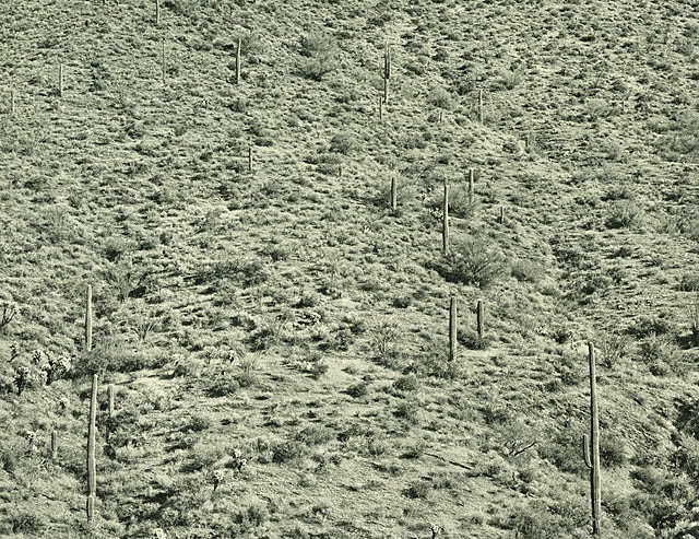 SommerFArizona Landscape1945.jpg
