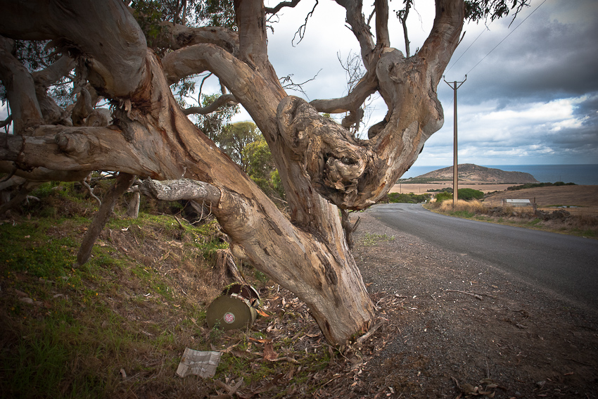 bent tree.jpg