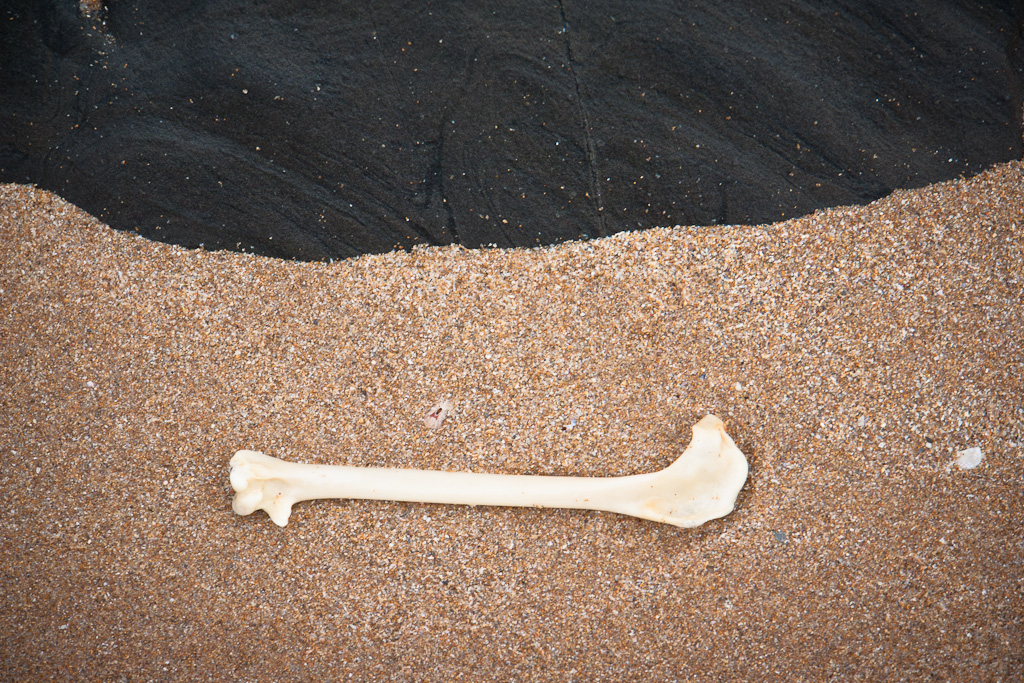 bone.jpg