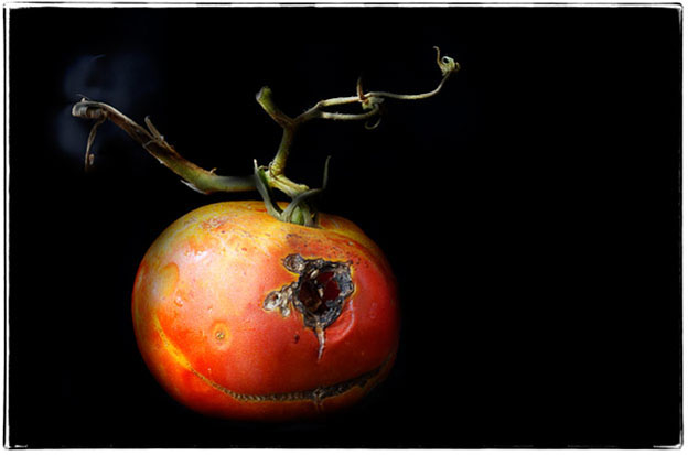 SensamiciREarthly Gift.jpg