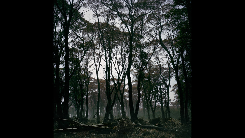 AlmondDEucalyptusforest.jpg