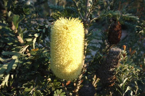 Banksia.jpg