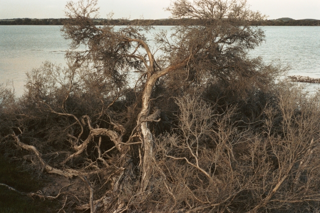 Coorong1.jpg