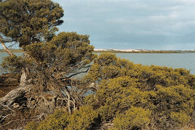 Coorong2.jpg
