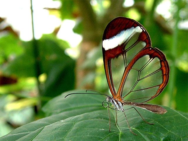 Glasswingbutterfly.jpg