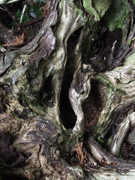 PhotographyVHYDorc1.jpg