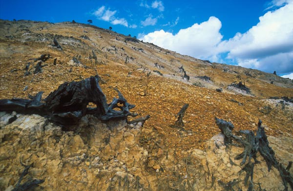 WildernessWalch4.jpg
