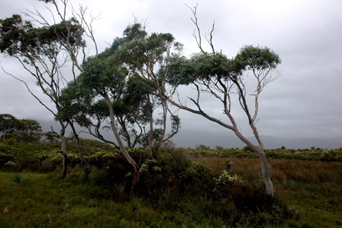 Wilsons Promtrees.jpg